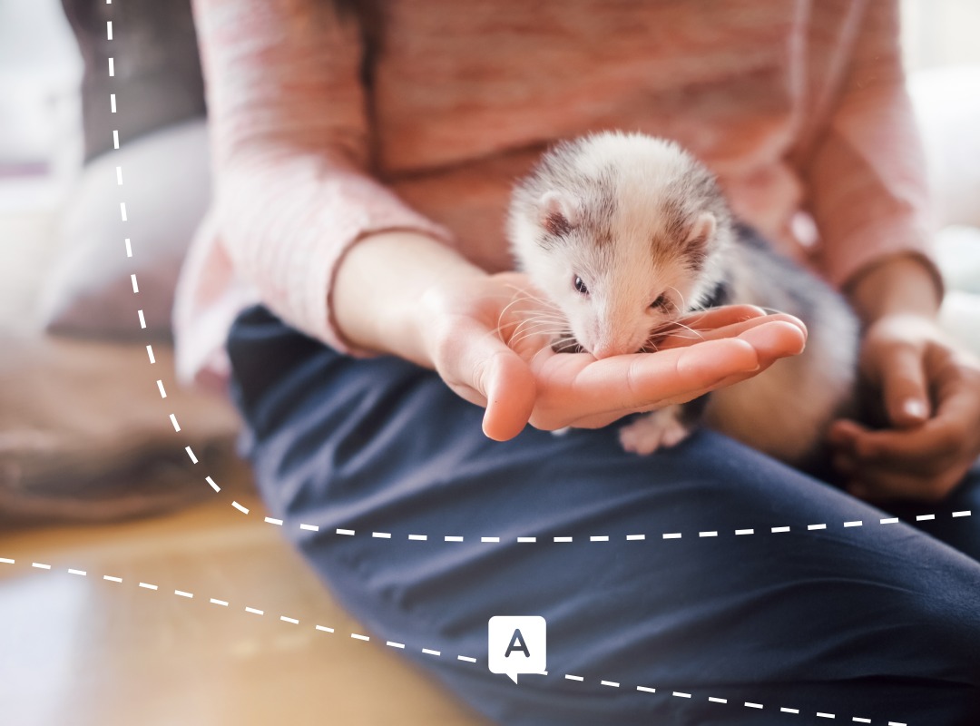 découvrez nos solutions d'assurance spécialement conçues pour les furets. protégez votre compagnon à quatre pattes avec des garanties adaptées à ses besoins pour une tranquillité d'esprit optimale.