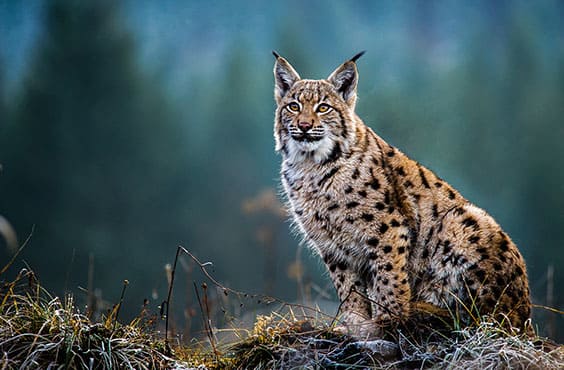 découvrez comment choisir la meilleure couverture chez lynx assurance pour répondre à vos besoins. profitez de conseils pour sélectionner une assurance adaptée à votre situation tout en maîtrisant votre budget.