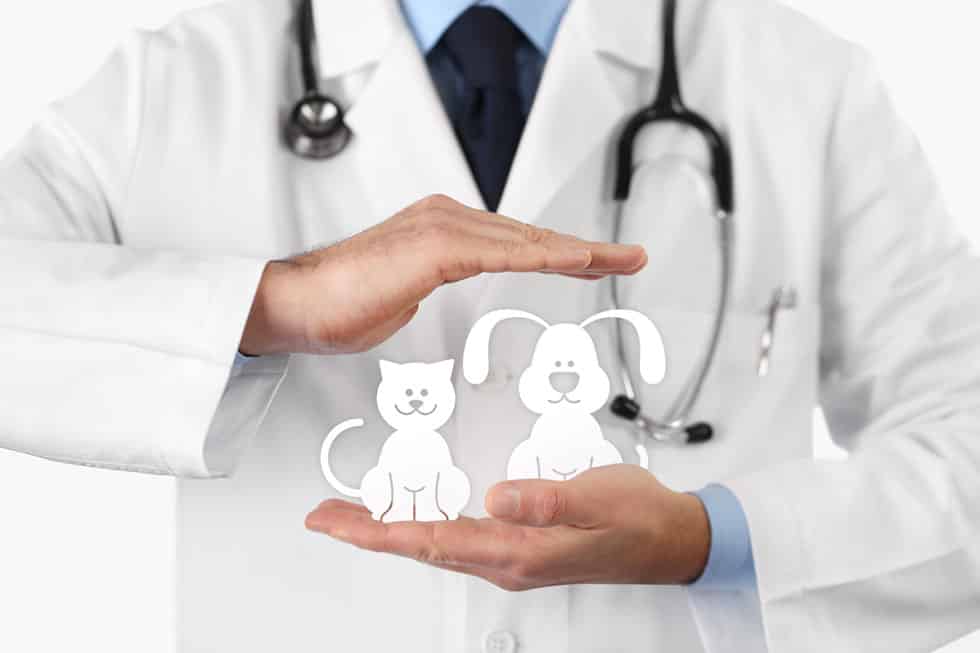 découvrez comment protéger votre compagnon à quatre pattes avec notre assurance animaux. profitez d'une couverture adaptée aux besoins de votre animal, incluant soins vétérinaires, hospitalisations et prévention. assurez-lui une vie sereine et en bonne santé.