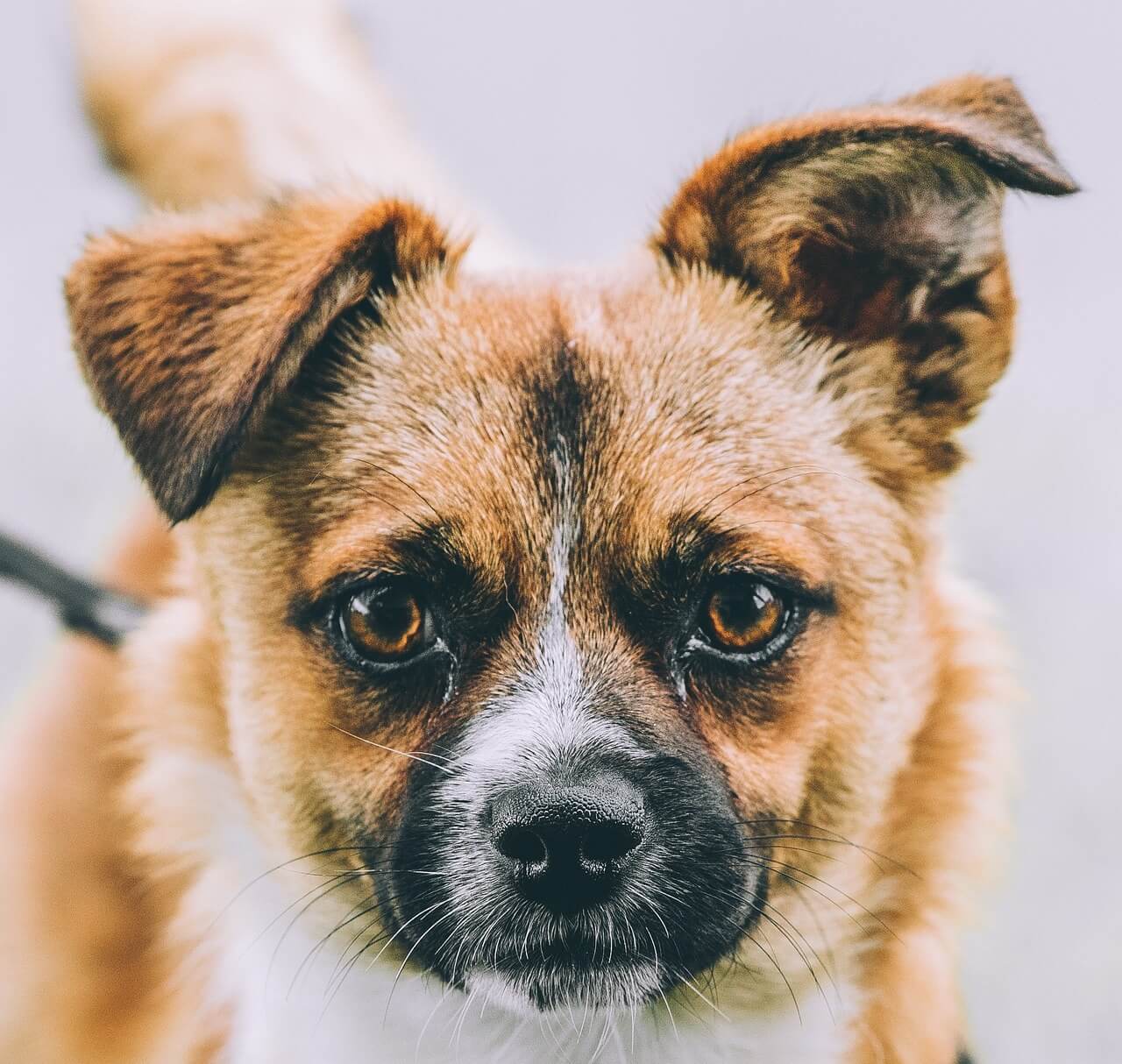 protégez votre compagnon à quatre pattes avec notre assurance animaux adaptée à ses besoins. bénéficiez de soins vétérinaires optimaux et d'une tranquillité d'esprit, tout en assurant le bien-être de votre animal. découvrez nos offres personnalisées et les garanties incluses.
