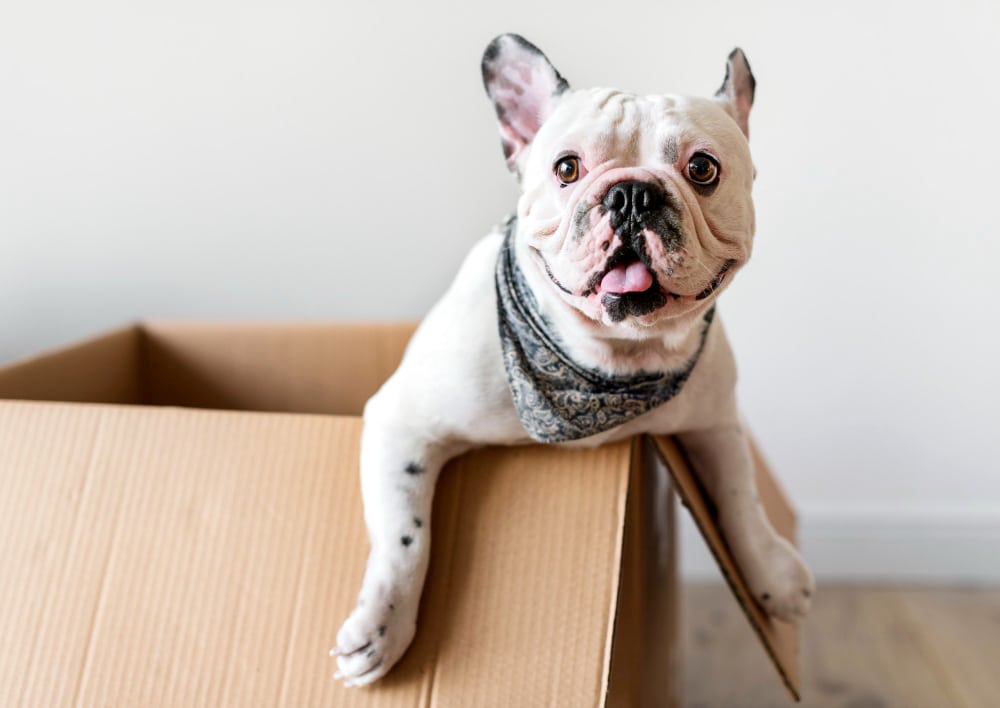 découvrez nos solutions d'assurance animaux adaptées pour protéger votre compagnon à quatre pattes. profitez d'une couverture complète pour les soins vétérinaires, les accidents et les maladies, afin de garantir le bien-être de votre animal et votre tranquillité d'esprit.