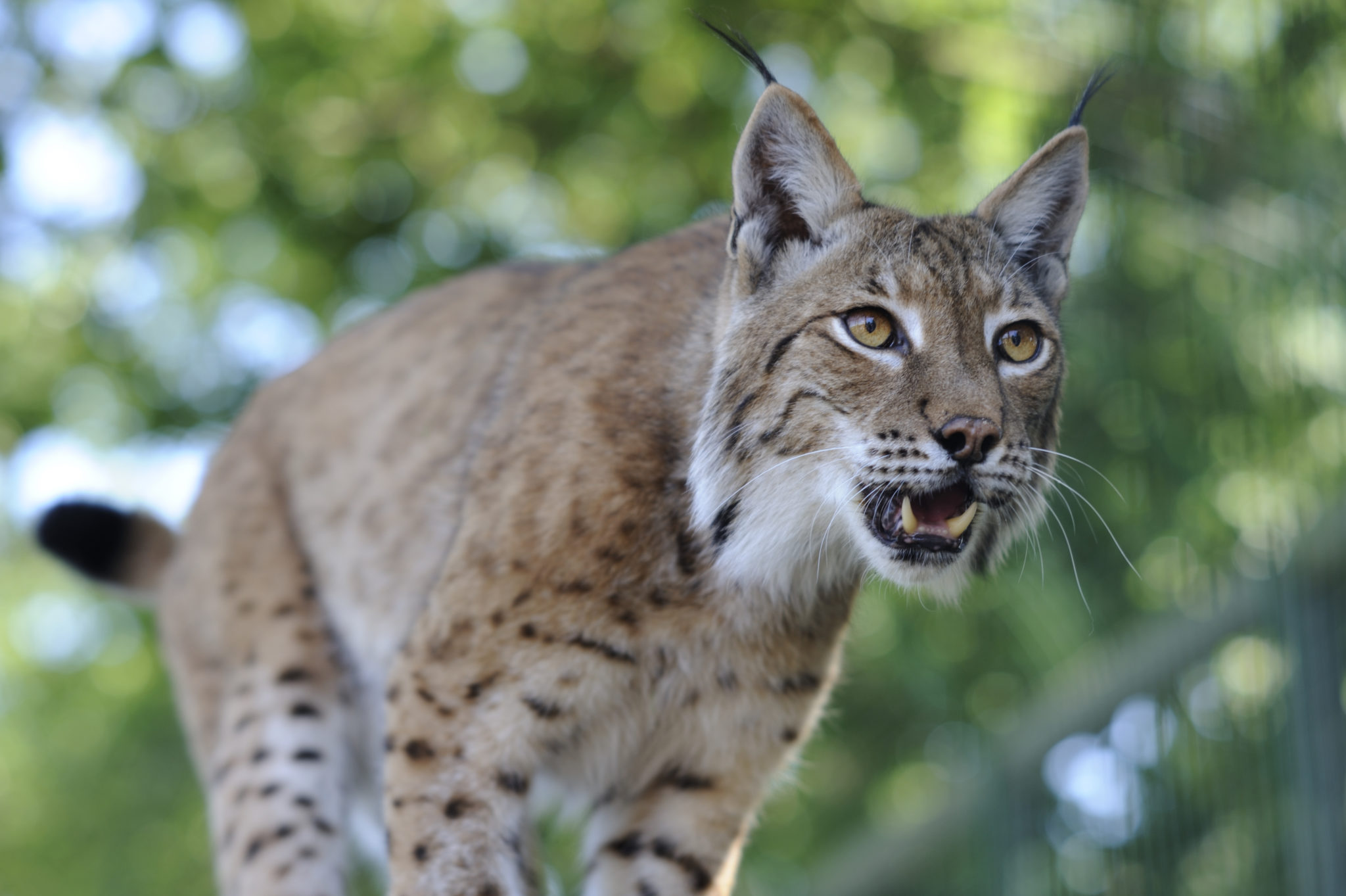 découvrez le lynx, un félin majestueux connu pour ses grandes oreilles et son agilité. explorez son habitat, ses comportements fascinants et les efforts de conservation pour protéger cette espèce emblématique.
