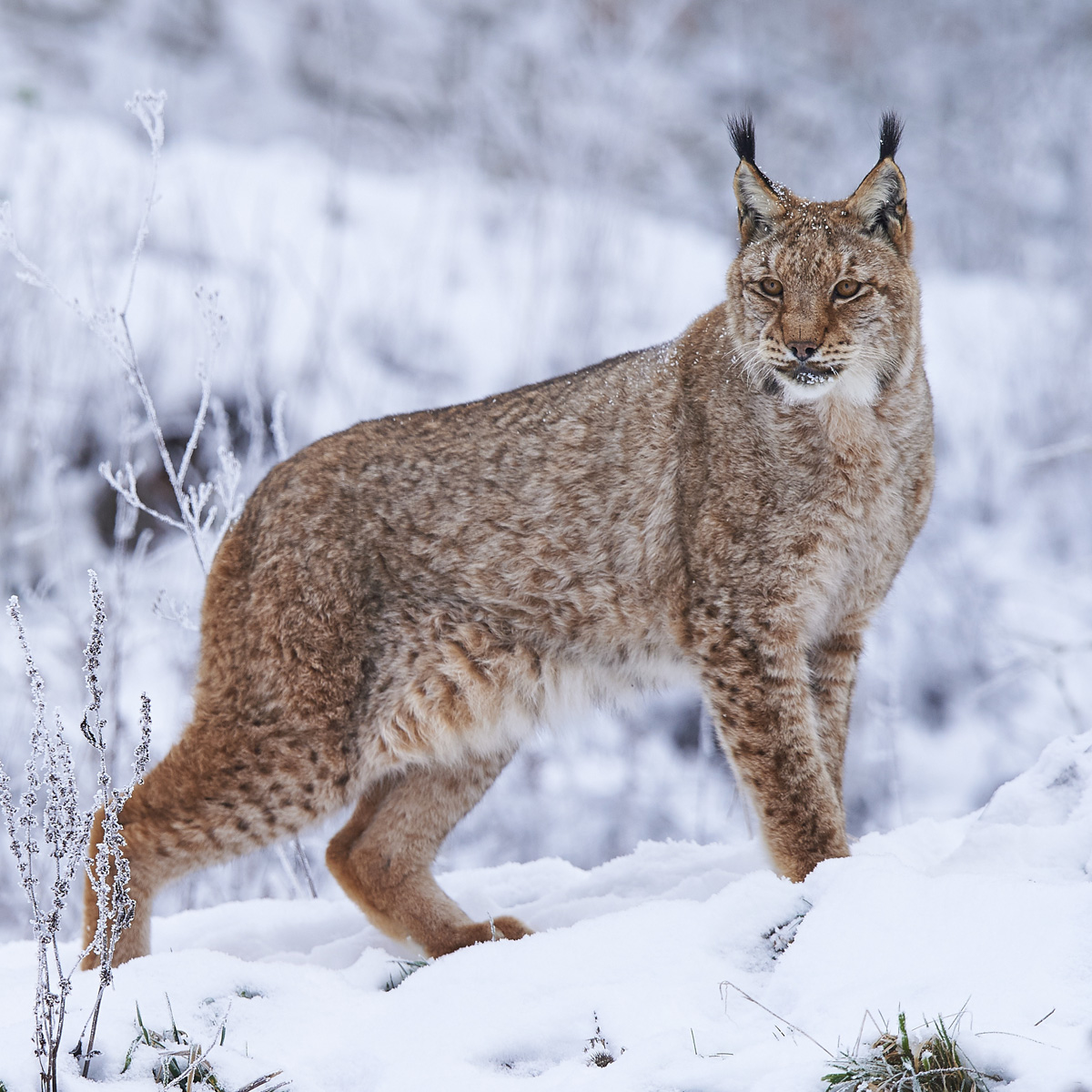 découvrez le lynx, un félin majestueux et discret, emblématique des forêts européennes. plongez dans l'univers fascinant de cet animal sauvage, apprenez sur son habitat, son comportement et les efforts de conservation pour protéger cette espèce en péril.