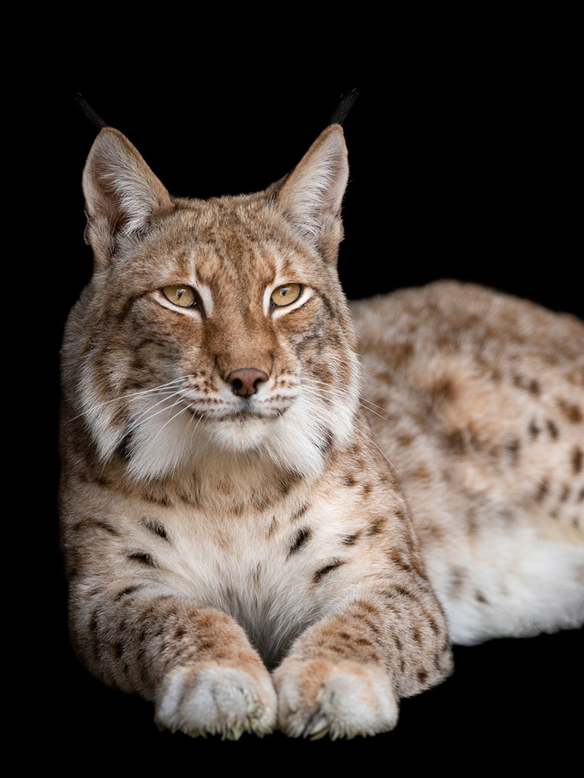 découvrez le fascinant univers du lynx, cet animal sauvage emblématique aux grandes oreilles et au pelage tacheté. apprenez tout sur son habitat, son comportement et les efforts de conservation pour protéger cette espèce majestueuse.