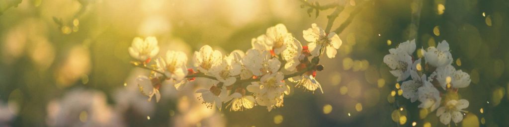 découvrez les meilleures destinations de printemps pour échapper à la routine et profiter de la beauté de la nature en fleurs. explorez des lieux enchanteurs, des festivités colorées et des aventures inoubliables qui vous attendent cette saison.