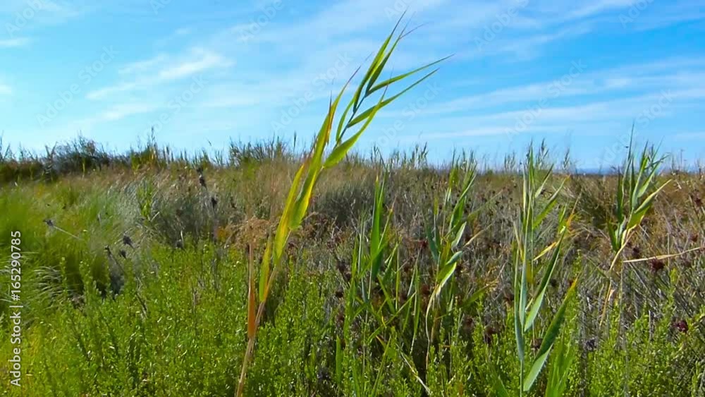 découvrez l'harmonie entre la nature et le vent, où les paysages se mettent en mouvement sous l'effet d'une brise légère. explorez les merveilles de la faune et de la flore, respirant la fraîcheur des grands espaces, et laissez-vous emporter par la magie des éléments.