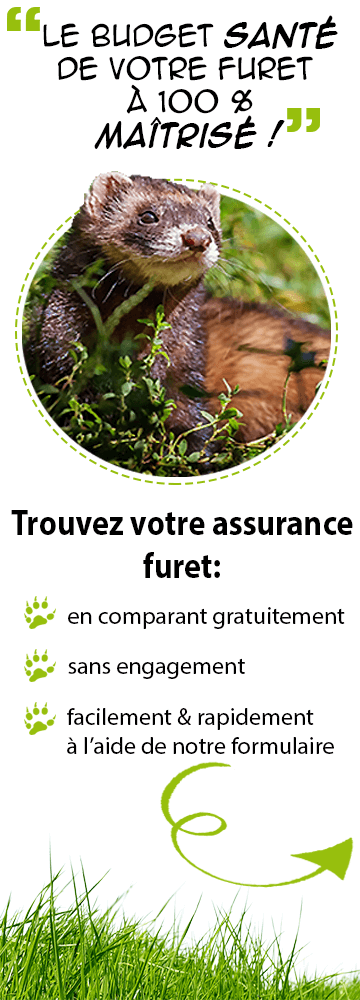 découvrez l'assurance furet, une solution adaptée à vos besoins pour protéger votre animal de compagnie. profitez de garanties complètes et d'une couverture sur mesure pour assurer la santé et le bien-être de votre furet.
