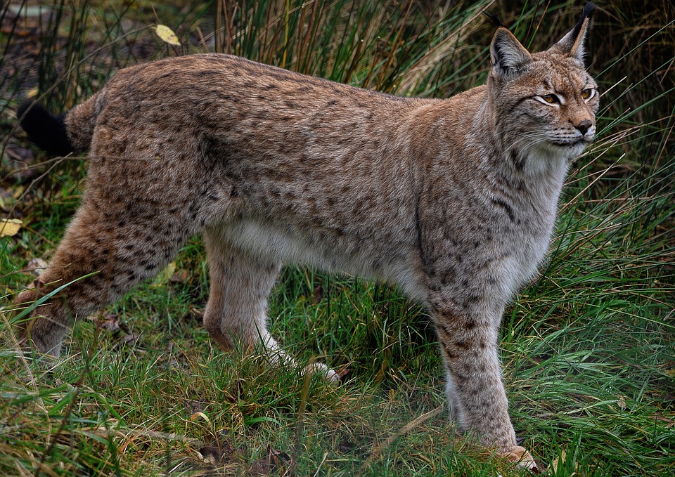découvrez l'univers de lynx automobile, votre expert en véhicules innovants et en solutions de mobilité. profitez de nos offres exclusives pour des voitures performantes et respectueuses de l'environnement.