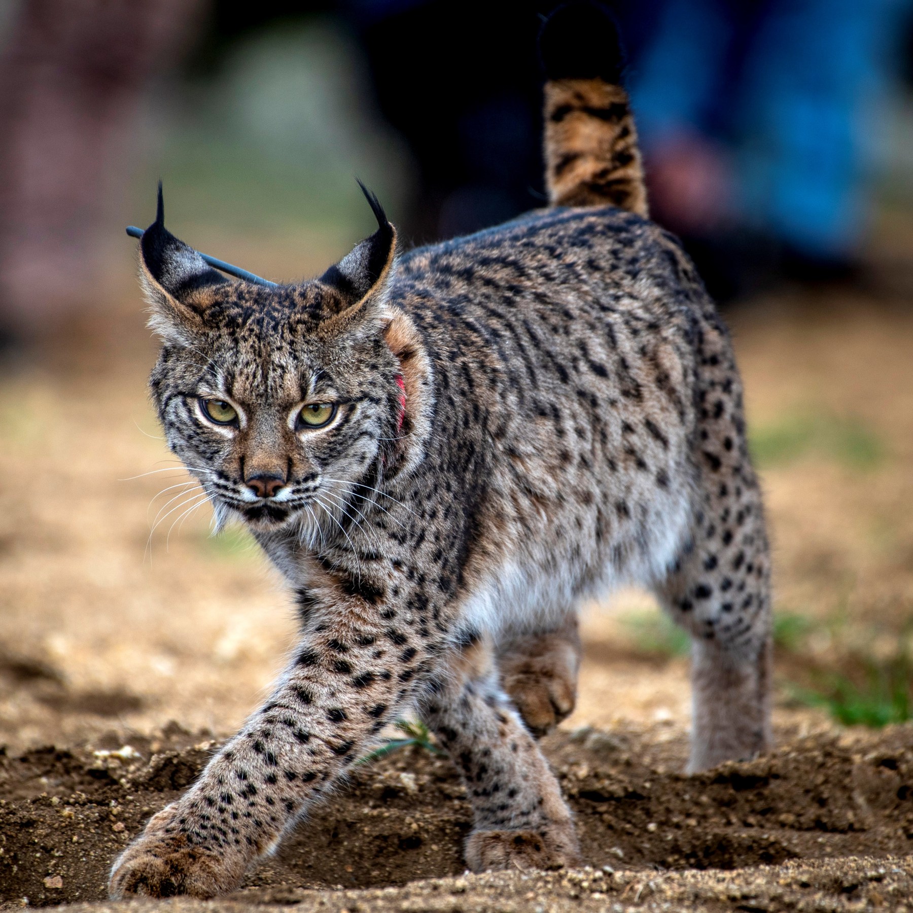 découvrez l'univers du lynx automobile, un symbole d'innovation et d'élégance dans l'industrie automobile. explorez nos modèles uniques alliant performance, confort et technologie avancée pour une expérience de conduite inégalée.
